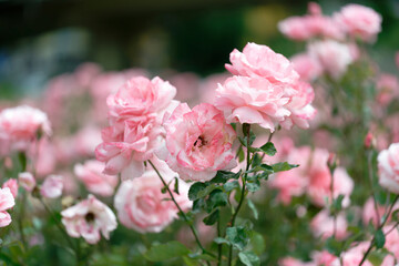Beautiful pink roses in a rose field with bokeh effect