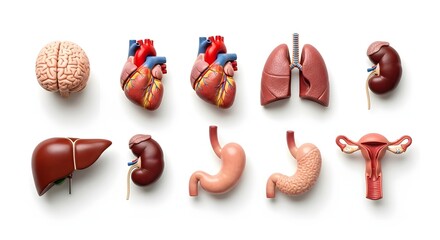 Anatomical models of major human internal organs arranged in a collection. Includes brain, heart, lungs, liver, kidneys, stomach, and uterus on a white background.