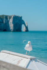 Seagull standing on a rooftop with Étretat cliffs in the background, Normandy, France