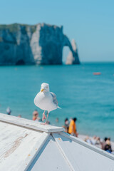 Seagull standing on a rooftop with Étretat cliffs in the background, Normandy, France