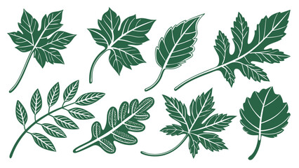 Vector art of botanical vector set of different tree leaves isolated on a white background for design