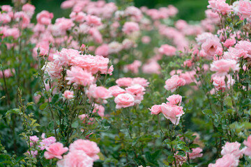 Beautiful pink roses in a rose field with bokeh effect