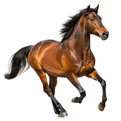 Obraz premium brown running horse png brown horse galloping PNG equine motion isolate png transparent background image