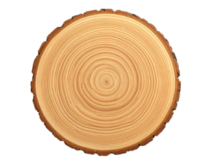 Cross section of tree stump, wood slice isolated on a transparent background.