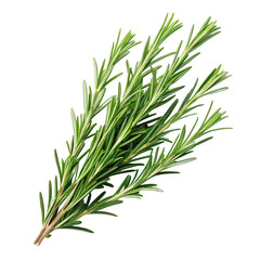 Fototapeta premium bunch of rosemary twigs kitchen cooking spices png rosemary sprig bunch PNG herb seasoning isolate png transparent background image