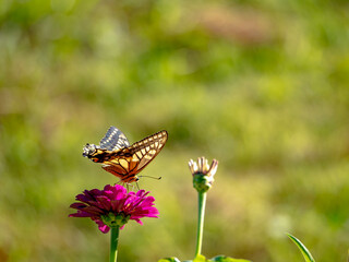秋の陽射しにとけこむアゲハと千日紅