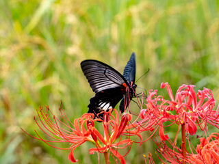Fototapeta premium あぜ道に咲く彼岸花と黒アゲハ