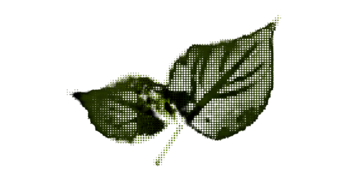 Abstract Green Leaf Illustration On Transparent Isolated Background