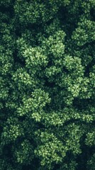 Overhead View of Dense Green Foliage Natural Background
