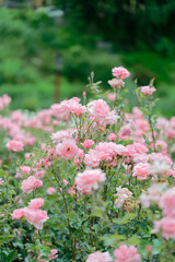 Beautiful pink roses in a rose field with bokeh effect