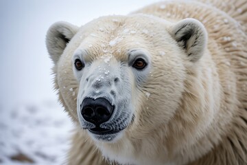 Fototapeta premium Majestic polar bear portrait in winter wonderland, stunning animal photography for conservation awareness, wild predator in snowy environment, endangered species