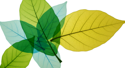 Abstract Illustration Of Green Yellow Leaves Over Transparent Black Background