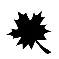 Maple leaf 