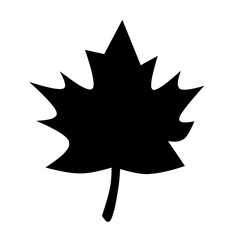 Maple leaf 