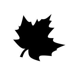 Maple leaf 