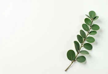Minimal Green Leaves on White Background
