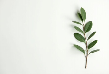 Minimal Green Leaves on White Background