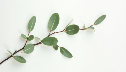 Minimal Green Leaves on White Background