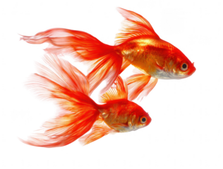 Two red guppy fish swimming side by side in the water with beautiful tail fins, png, transparent