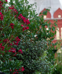 Street pink flowers against the backdrop of the Kremlin.

