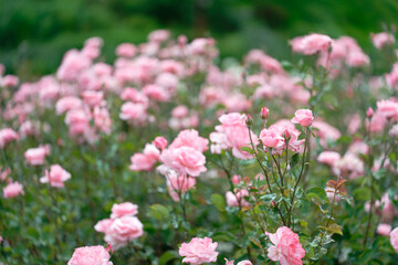 Beautiful pink roses in a rose field with bokeh effect
