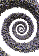 Abstract Spiraling Lavender Floral Design On Transparent Black Background