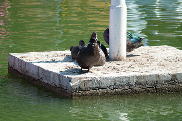 ducks patos