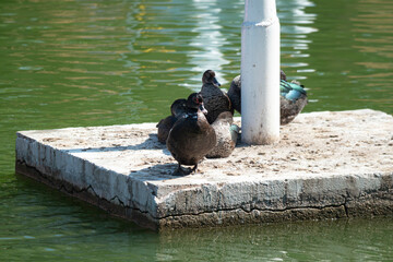 ducks patos