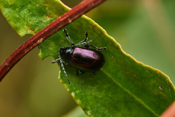 Macro of violet beetle in nature