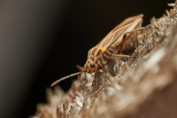 Macro view of orange spotted bug