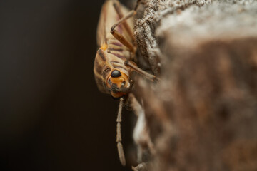 Macro view of orange spotted bug