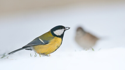 Blue tit on a snow  © Piotr