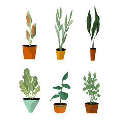 Indoor Potted Plant Botanical Vector Set Collection Illustration