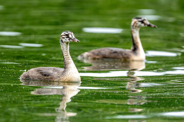 Grebe Chicks Swims In Lake During Summer