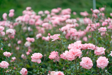 Beautiful pink roses in a rose field with bokeh effect