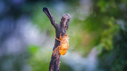Cicada shells at the end of a branch, soft focus background of green summer