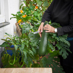 Zucchini vom Minigarten auf dem Balkon