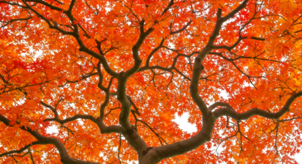 Abstract Orange Tree Illustration with Transparent Background and Leaves