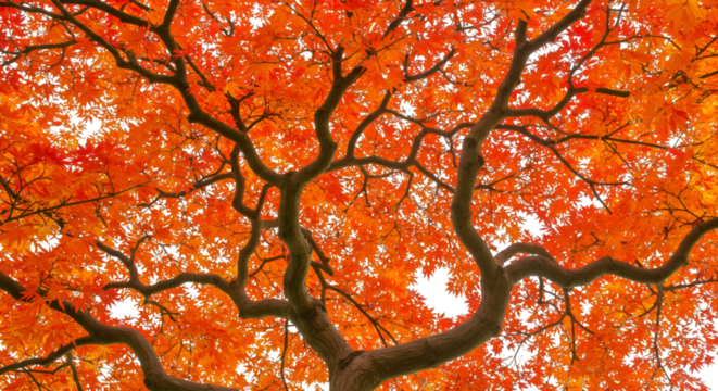 Abstract Orange Tree Illustration with Transparent Background and Leaves