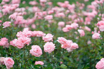 Beautiful pink roses in a rose field with bokeh effect