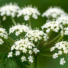 Fototapeta premium Close-up of white flowers (2)