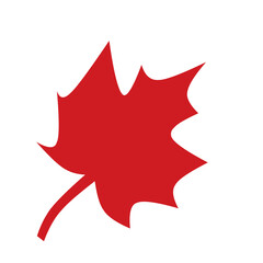 Red maple leaf 