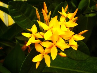 Close-Up of Pink Crown of Thorns Flowers Against a Weathered Wall