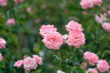 Beautiful pink roses in a rose field with bokeh effect