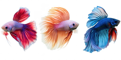 Three colorful betta fish illustration on transparent png background