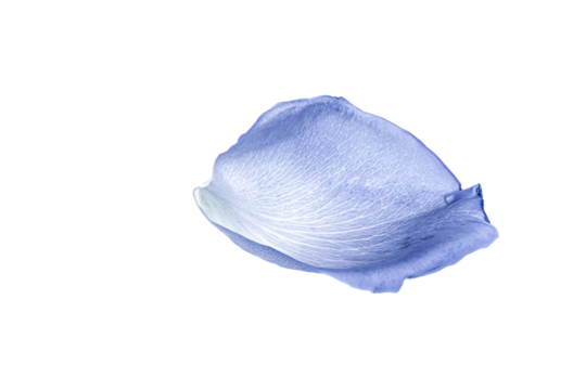 a blue rose flower is shown on a white background