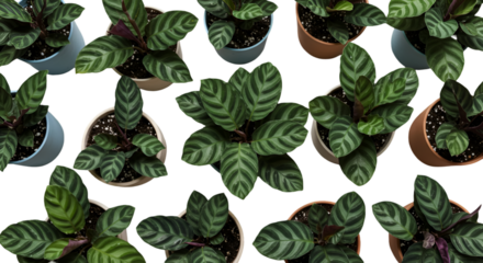 Abstract Photography Of Green Plants In Pots Isolated On Transparent Background