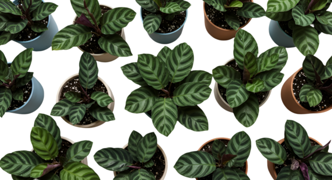 Abstract Photography Of Green Plants In Pots Isolated On Transparent Background