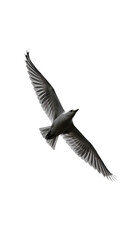 Obraz premium An Isolated Background Photo Of A White Bird Soaring With Spread Wings
