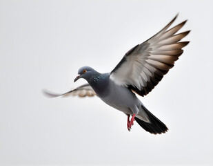 Obraz premium Flying Pigeon on Clean Background